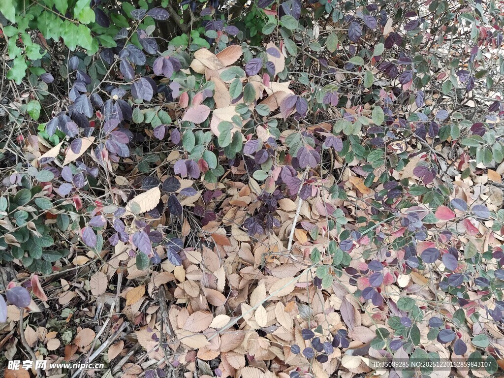 地面上的落叶与紫色植物