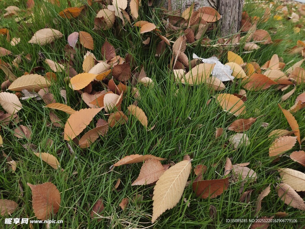 草地上的落叶