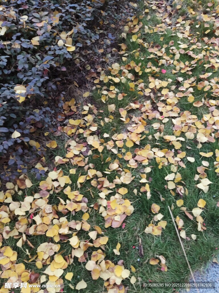 秋日落叶铺满草地景象