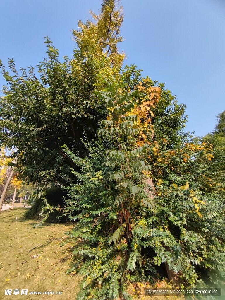 秋日葱郁树木景观