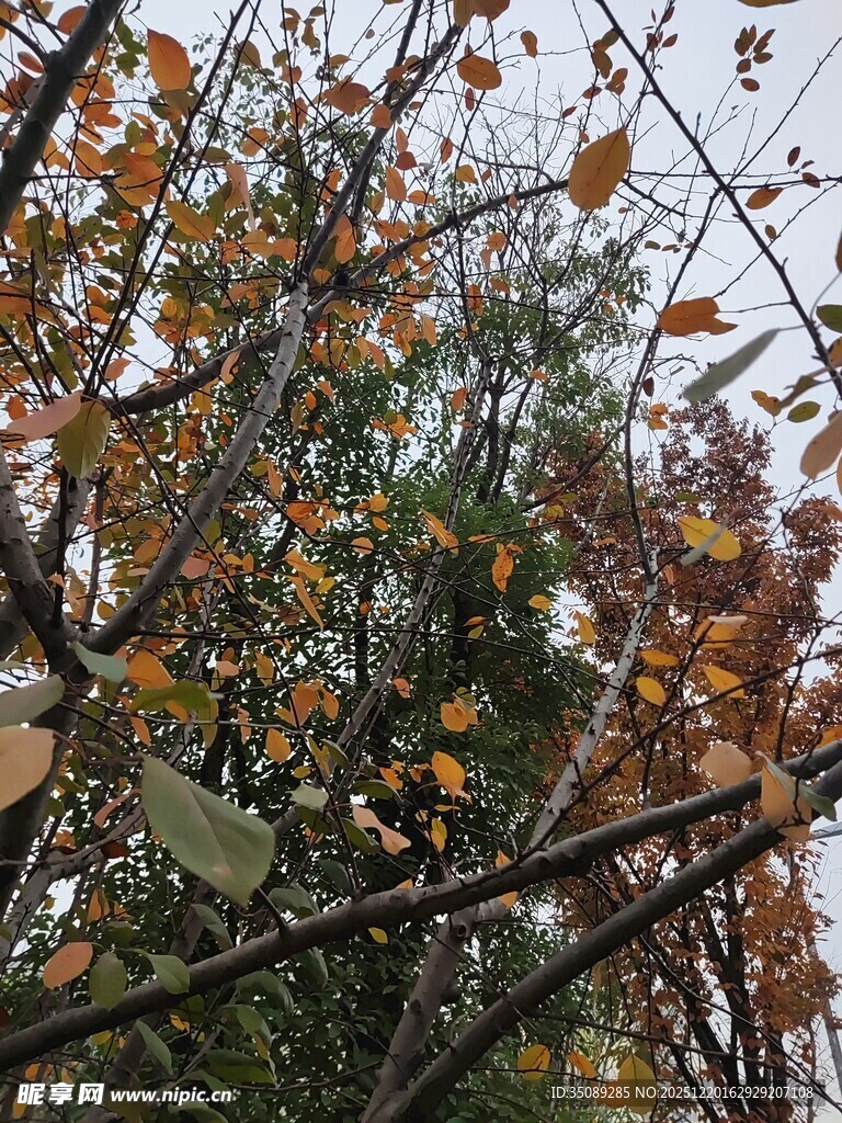 秋日枝头斑斓树叶景象