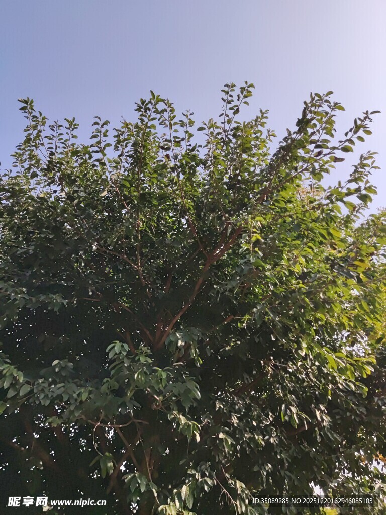 阳光下的繁茂绿树