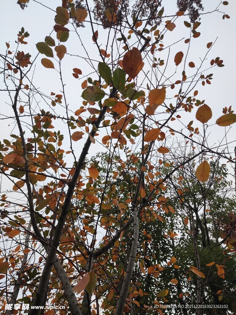 秋日枝头斑斓树叶