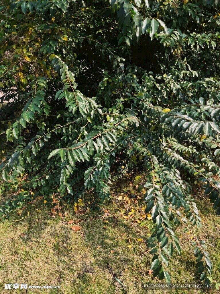 茂盛的绿植景观