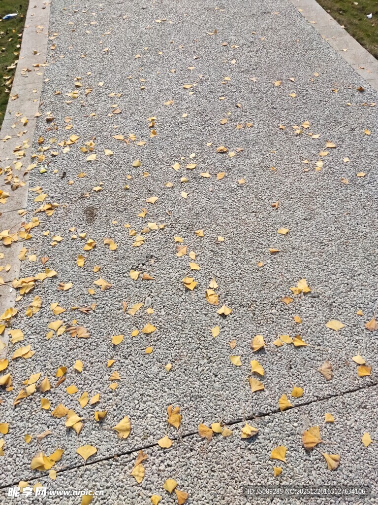 秋日地面散落的金黄树叶