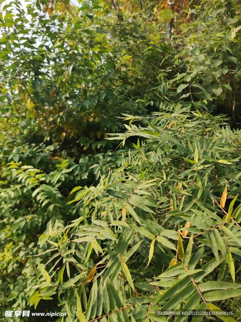 翠绿繁茂的竹林景观