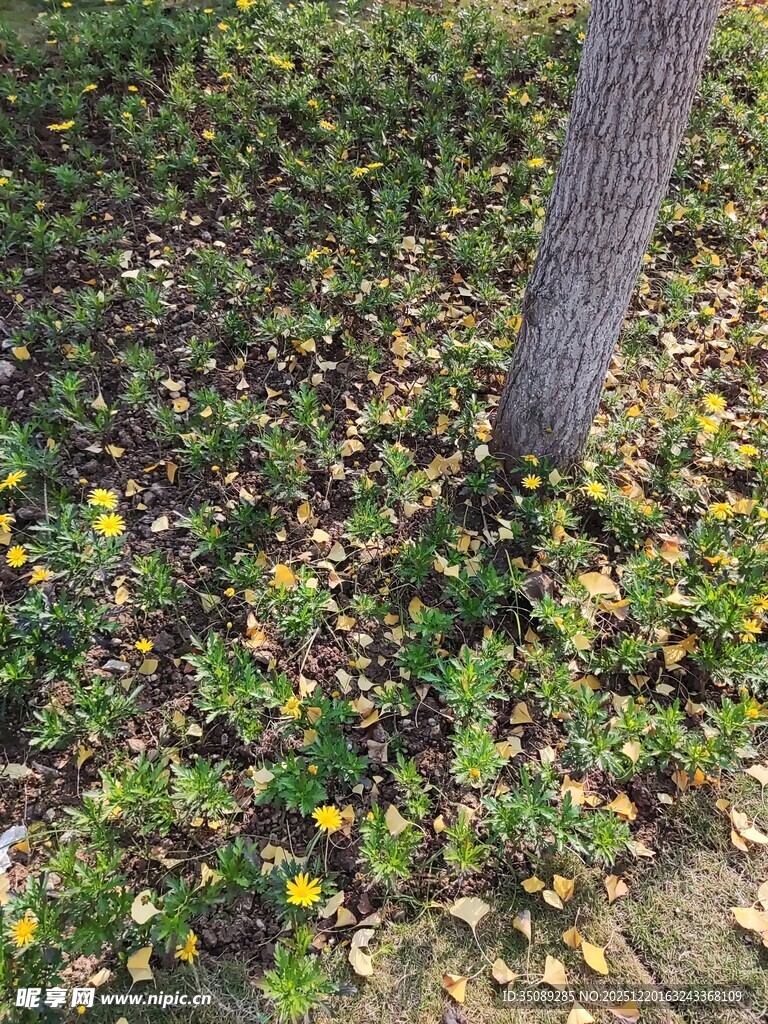 树下黄色小花与绿植景象