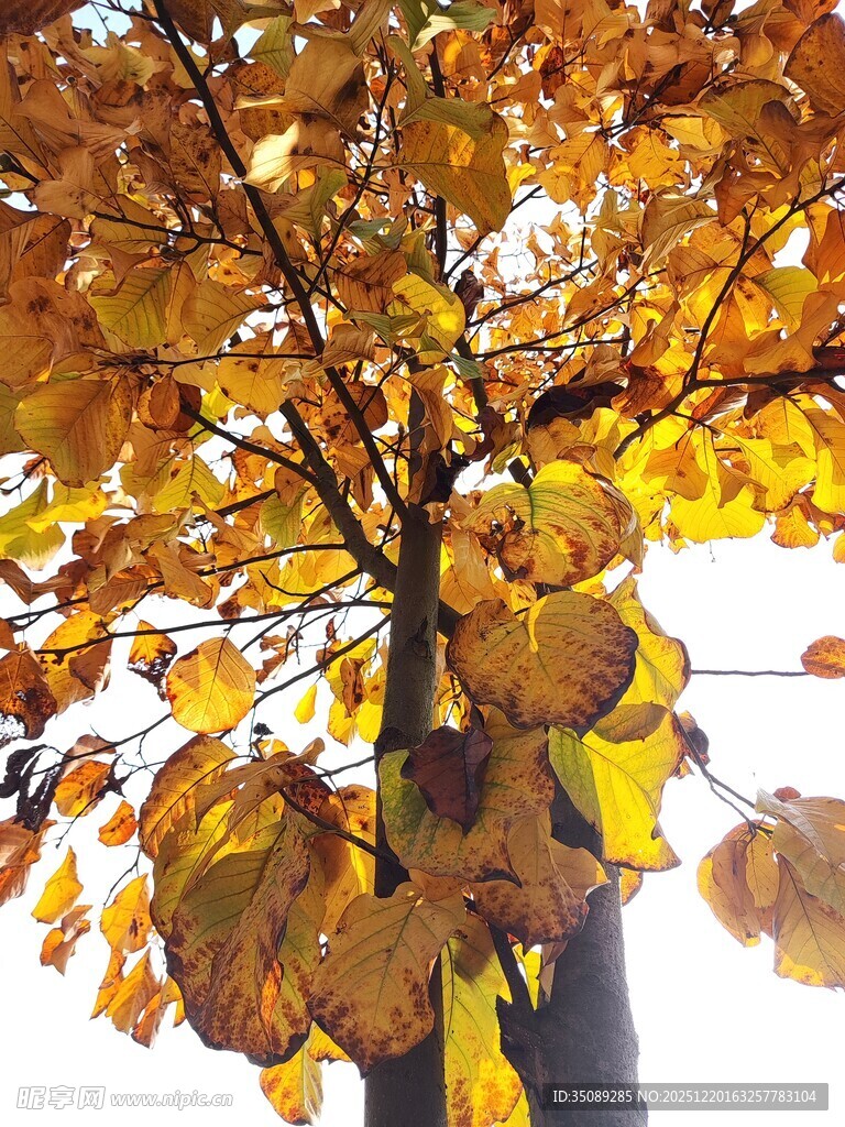 秋日金黄树叶的美丽树景