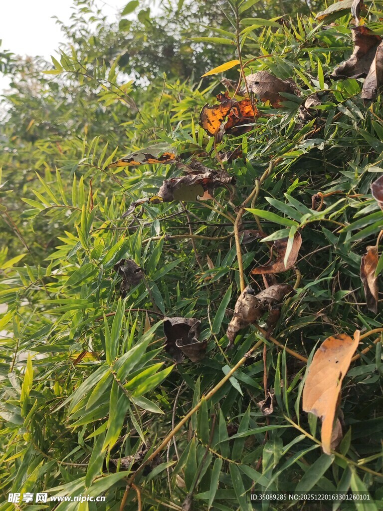 茂密绿植中的多彩叶片