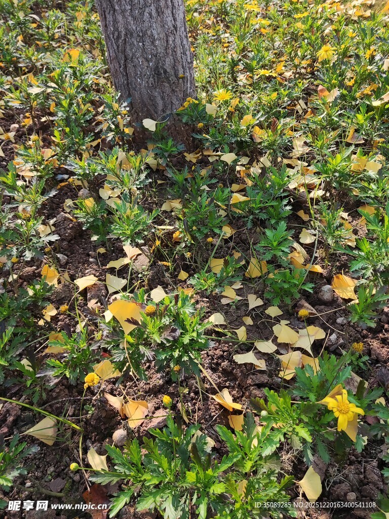 树下落叶与绿植景象