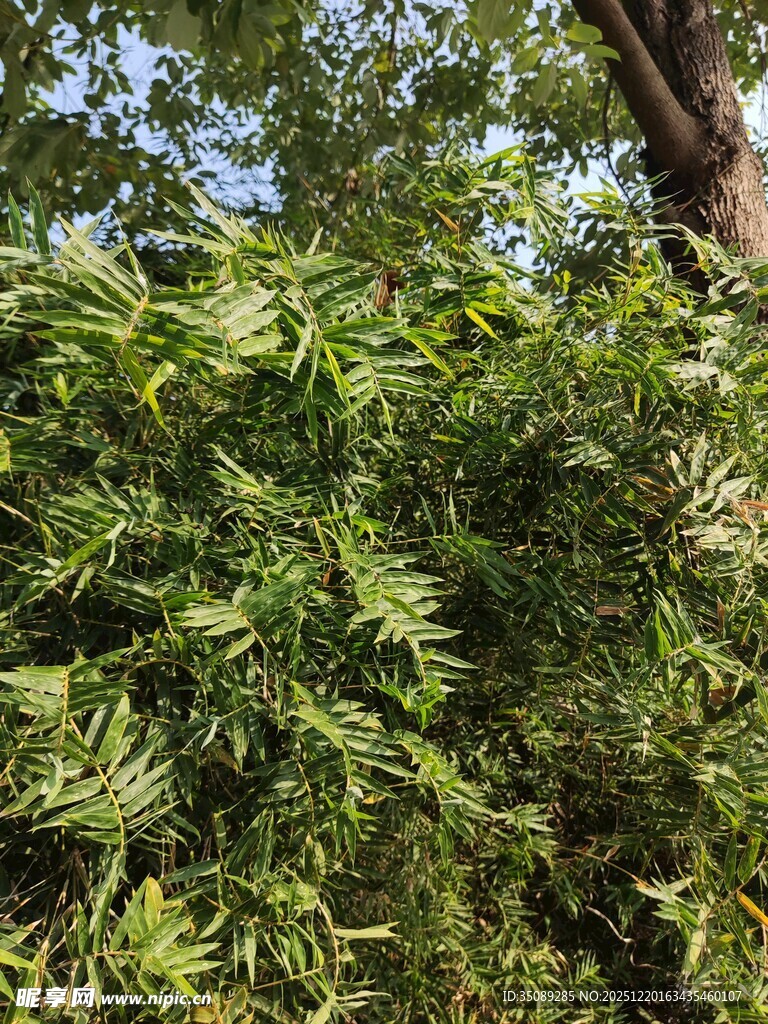 茂密绿植繁茂枝叶景观