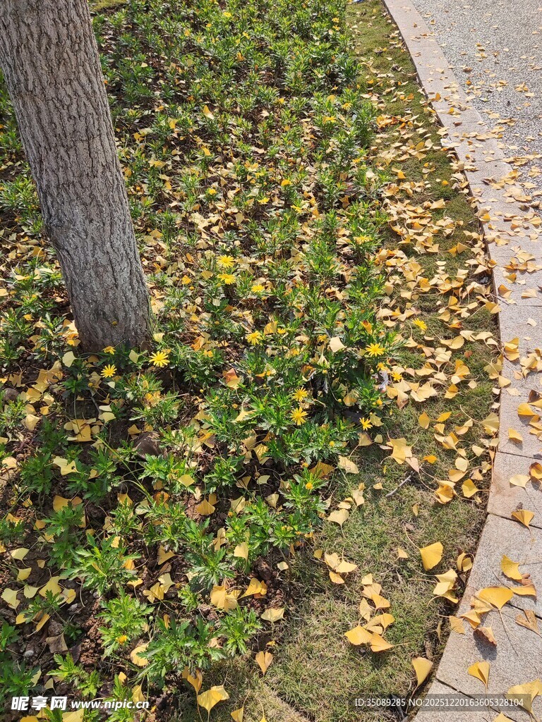 树下落叶与绿植景象