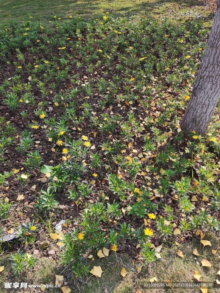 树下绽放的多彩小花