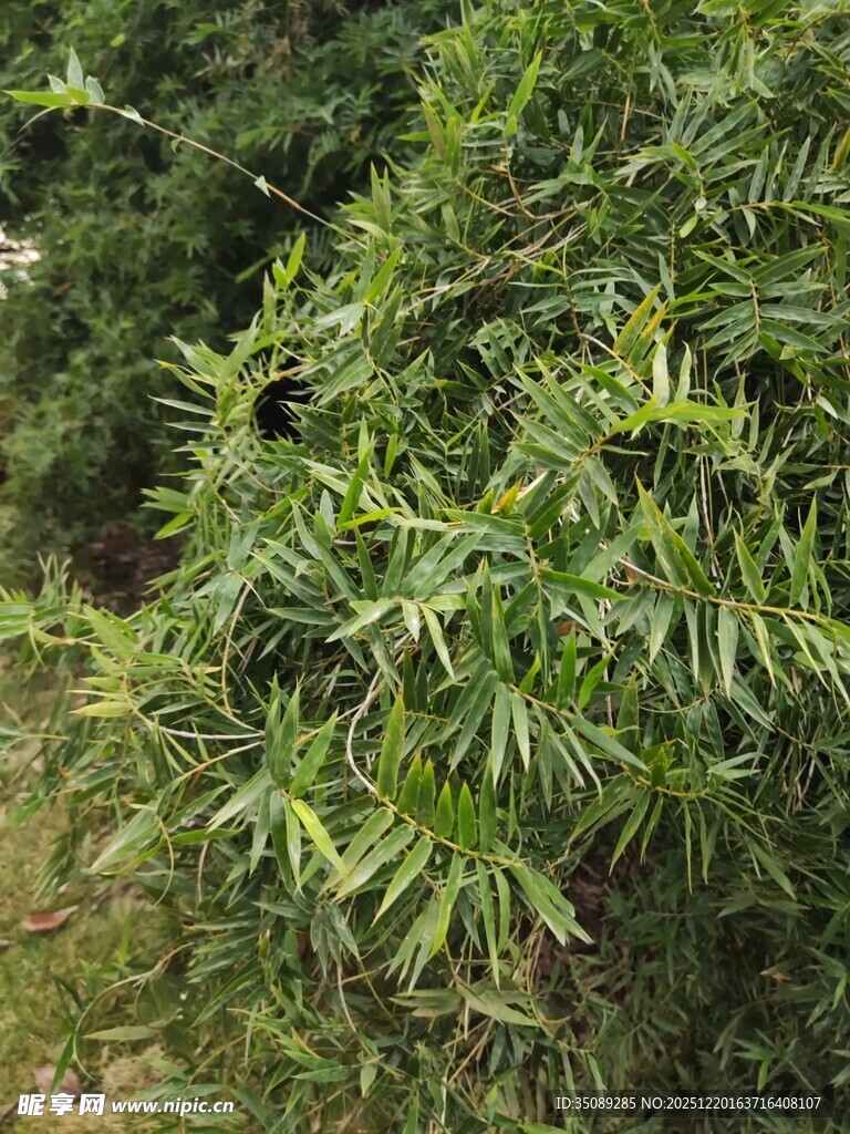 翠绿竹林枝叶繁茂景象