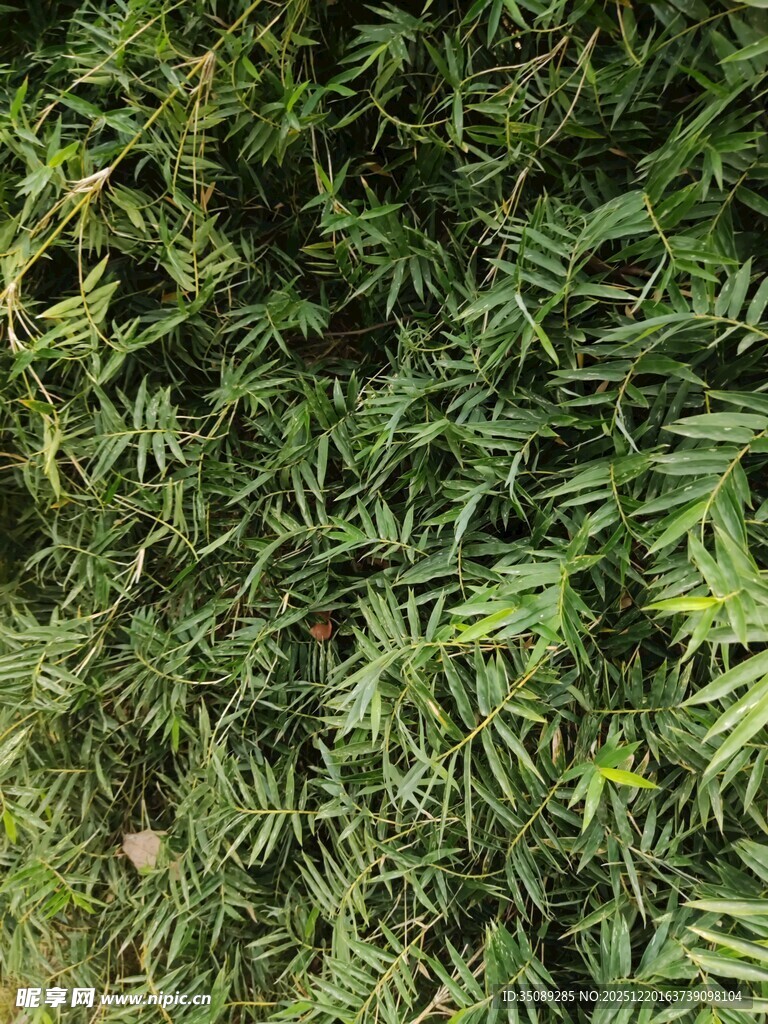 翠绿繁茂的青草植物