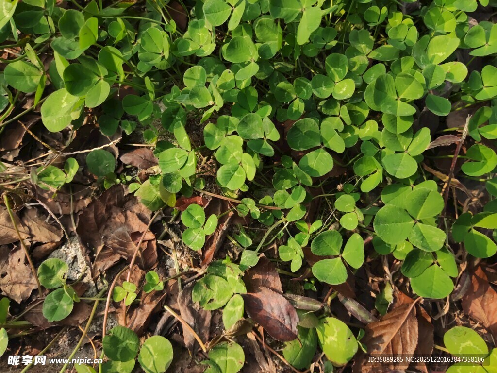 地面上的翠绿三叶草