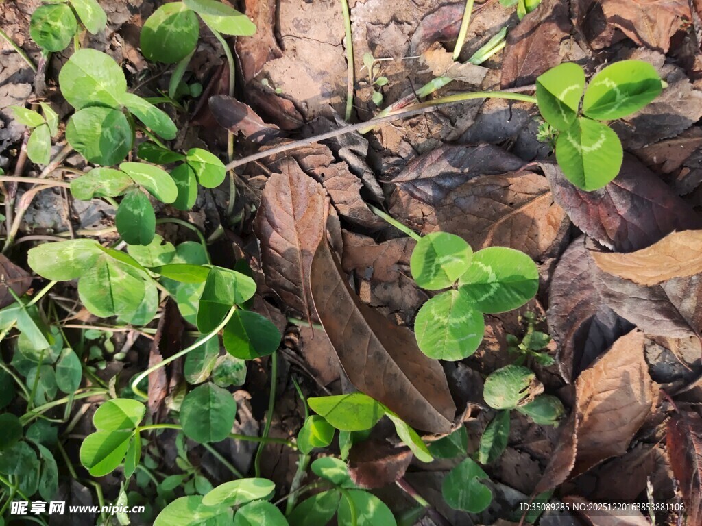 地面上的嫩绿植物与枯叶