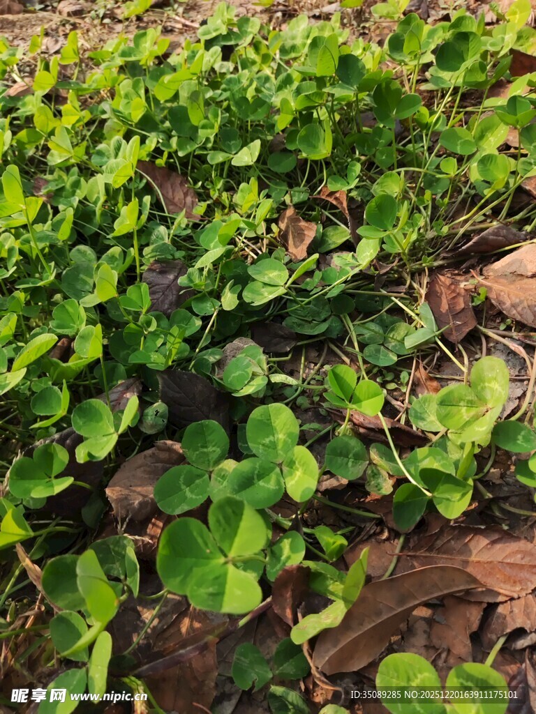 翠绿三叶草覆盖地面