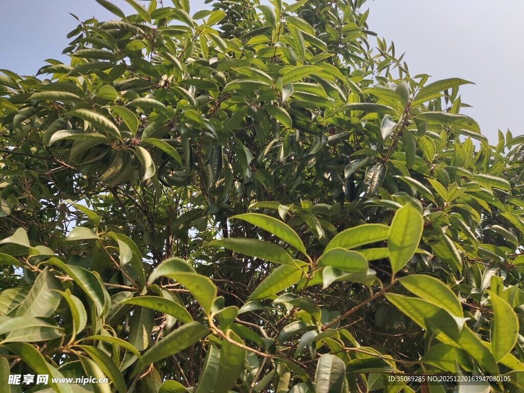 茂盛绿叶的树木