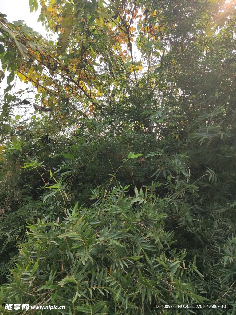 茂密绿植阳光洒落景象
