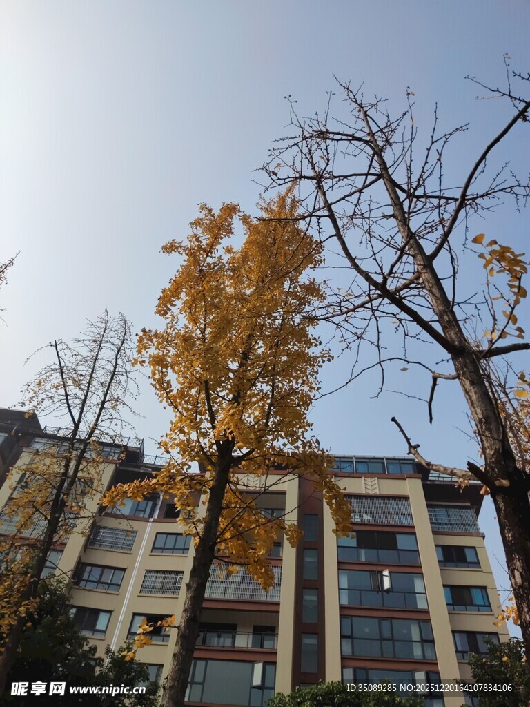 秋日楼前黄叶树