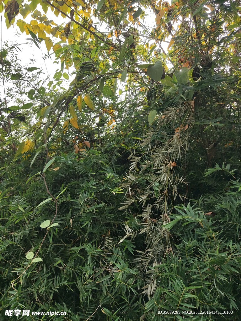 繁茂绿植中的斑驳树干