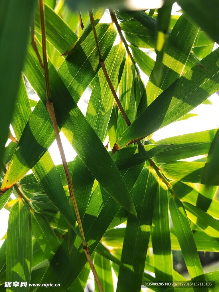 阳光下的翠绿竹叶