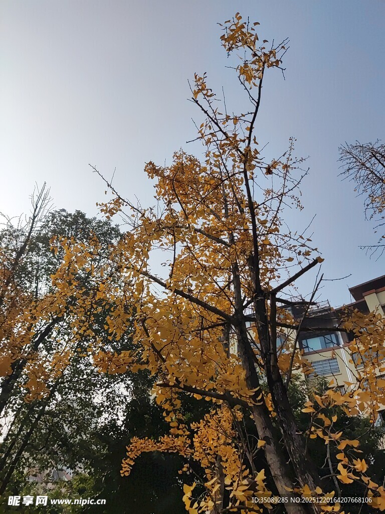 秋日金黄银杏树枝景