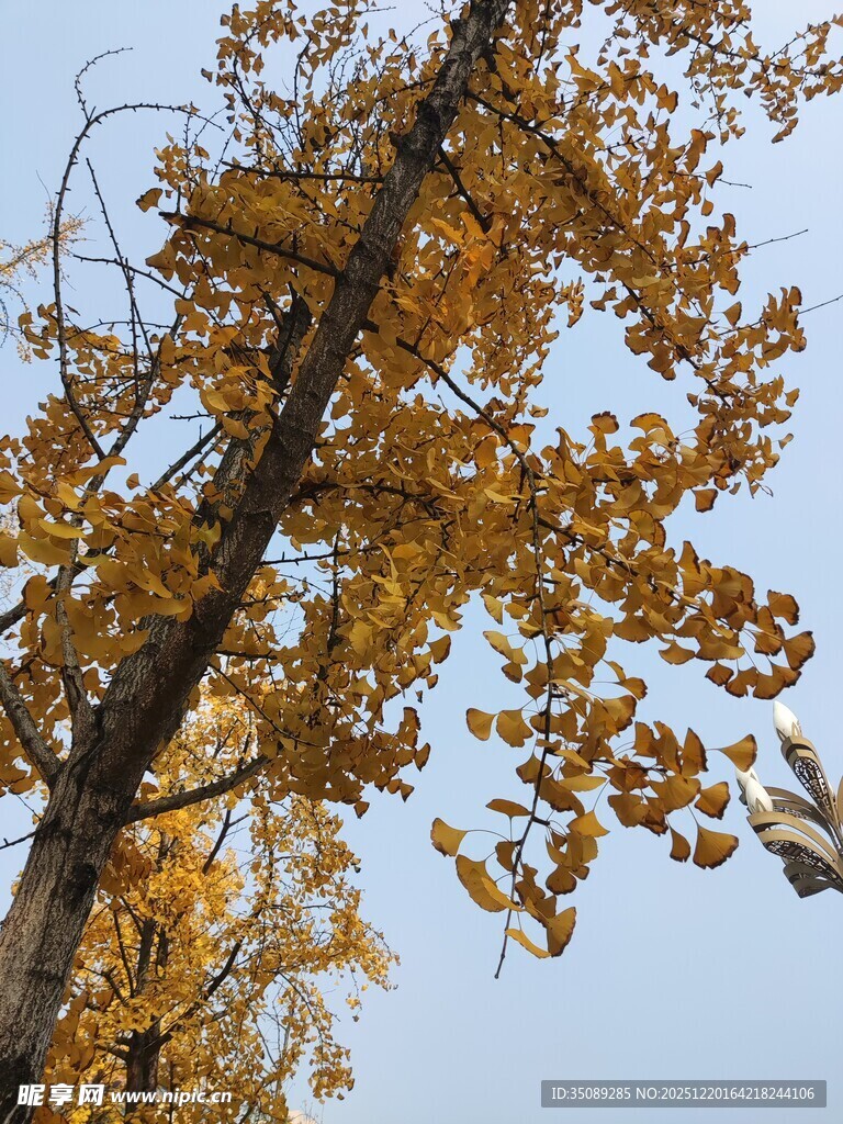 秋日银杏树枝叶金黄