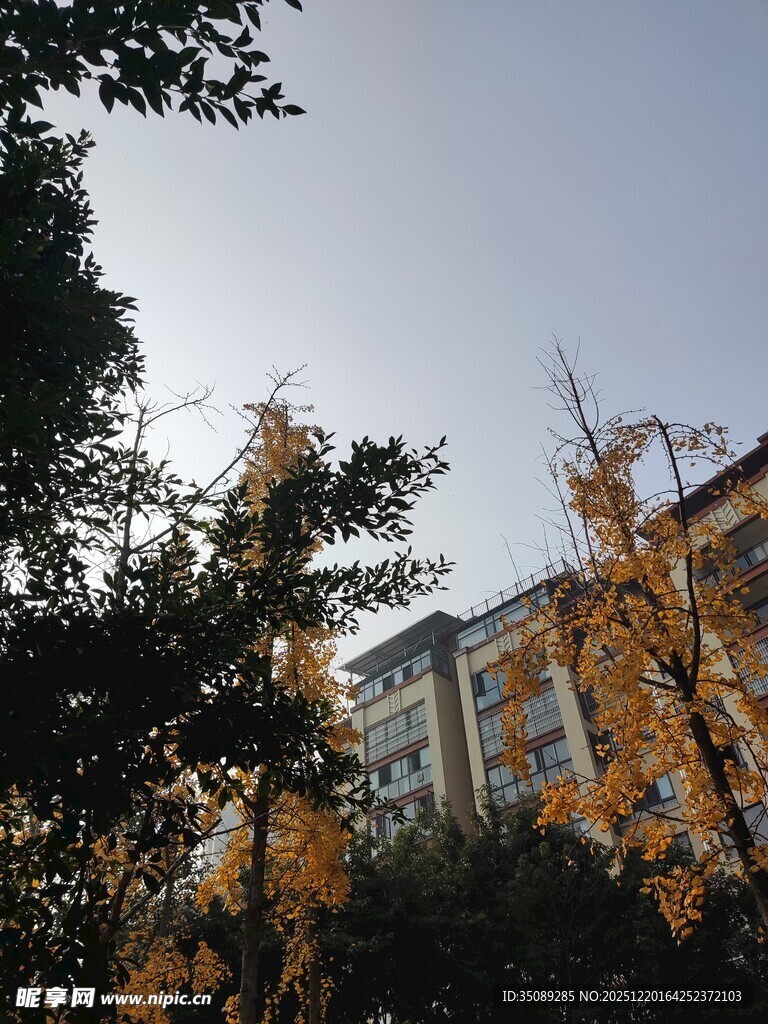 秋日校园银杏与建筑景观