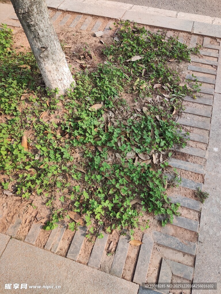 树下砖缝间的蓬勃绿意