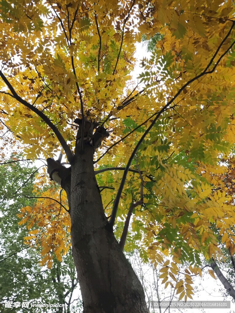 秋日仰视金黄枝叶的大树
