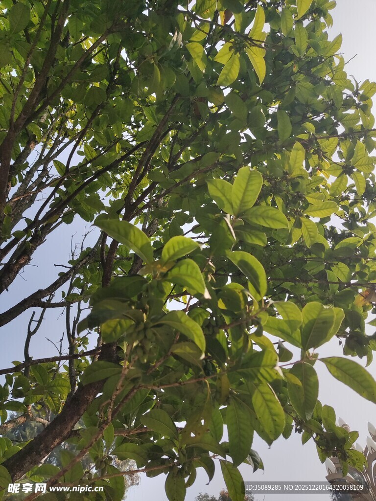 绿叶繁茂的树枝