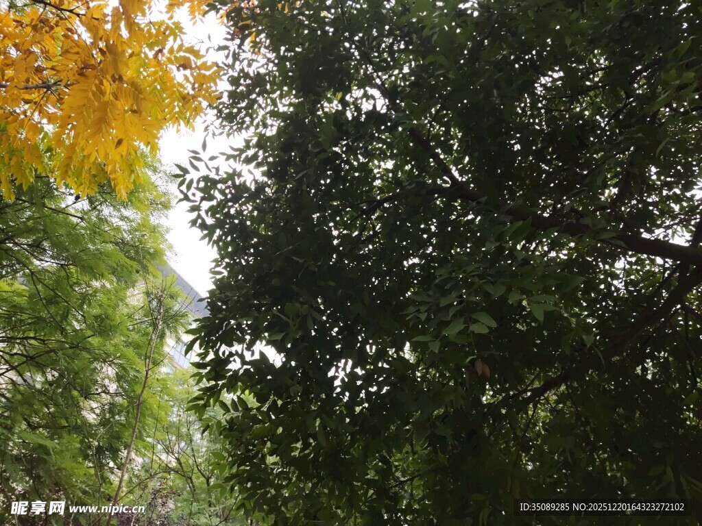 林间黄叶伴绿树