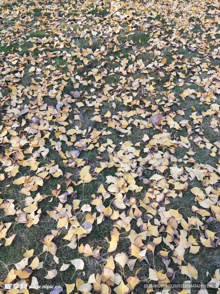 地面铺满金黄落叶