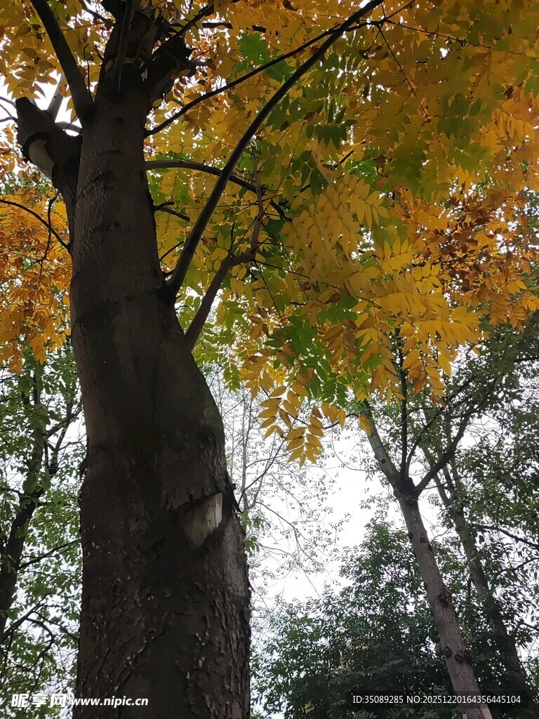 秋日大树斑斓树叶展秋景