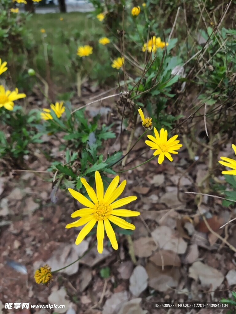 黄色小花绽放于碎石间