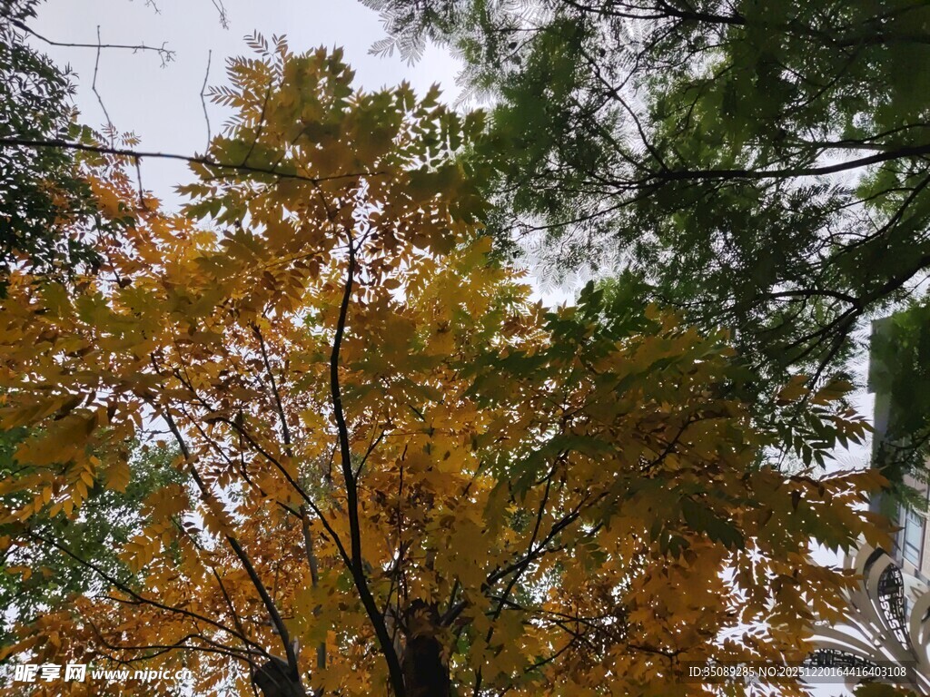 秋日斑斓树木景致