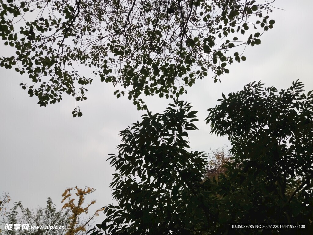 仰视树木枝叶与天空