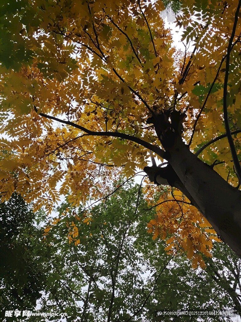 秋日斑斓树梢景致