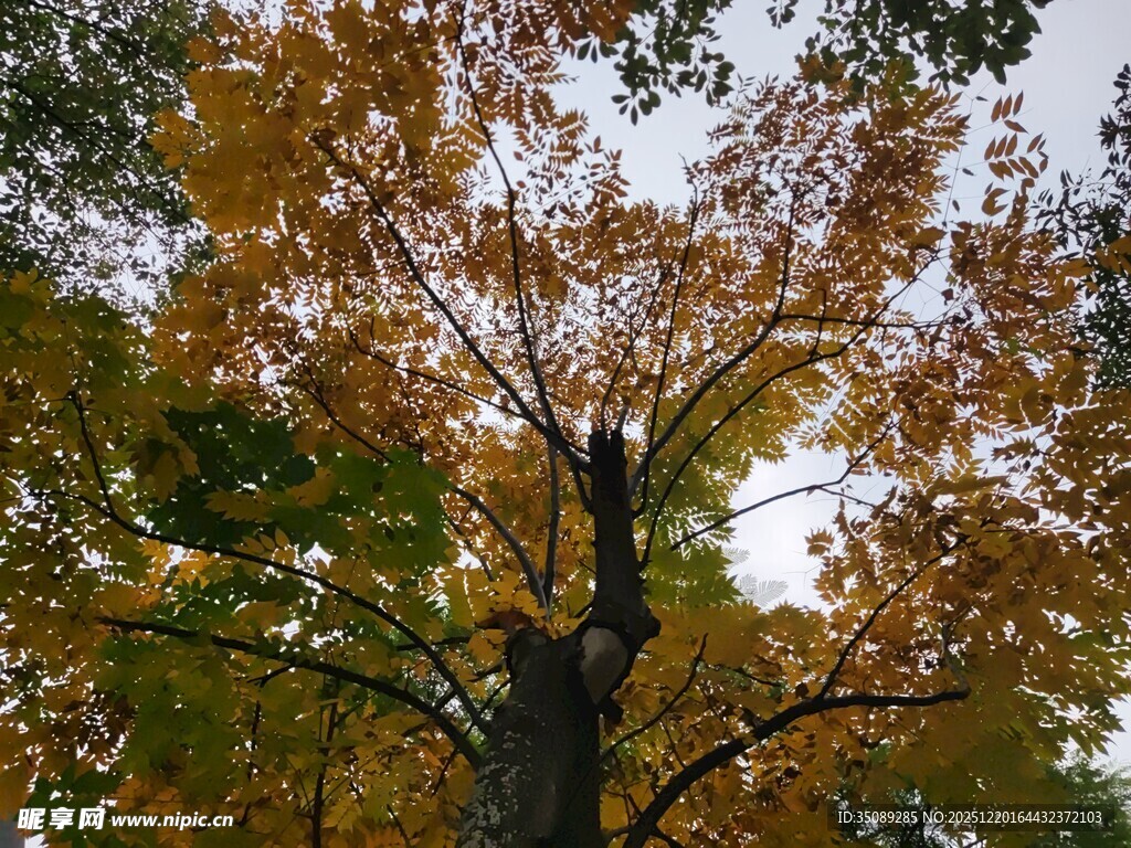 秋日斑斓树冠景象