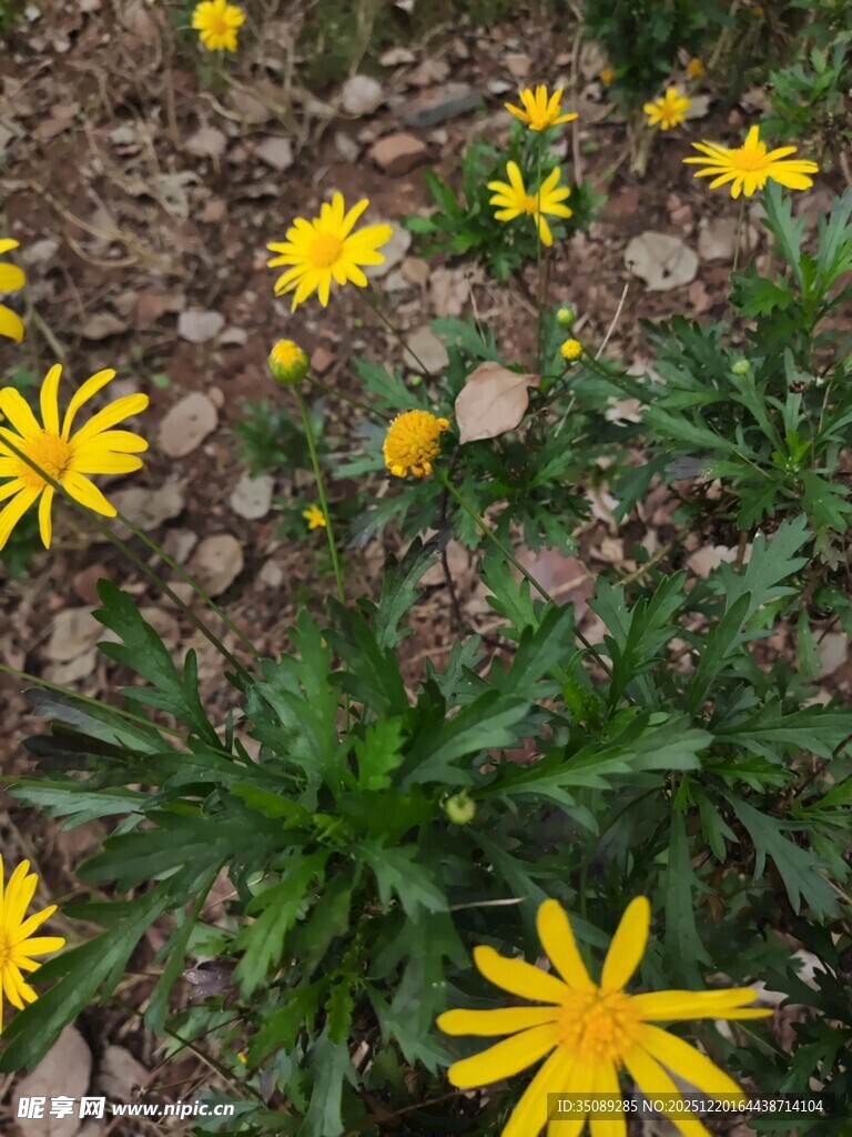 黄色小花绽放于碎石间