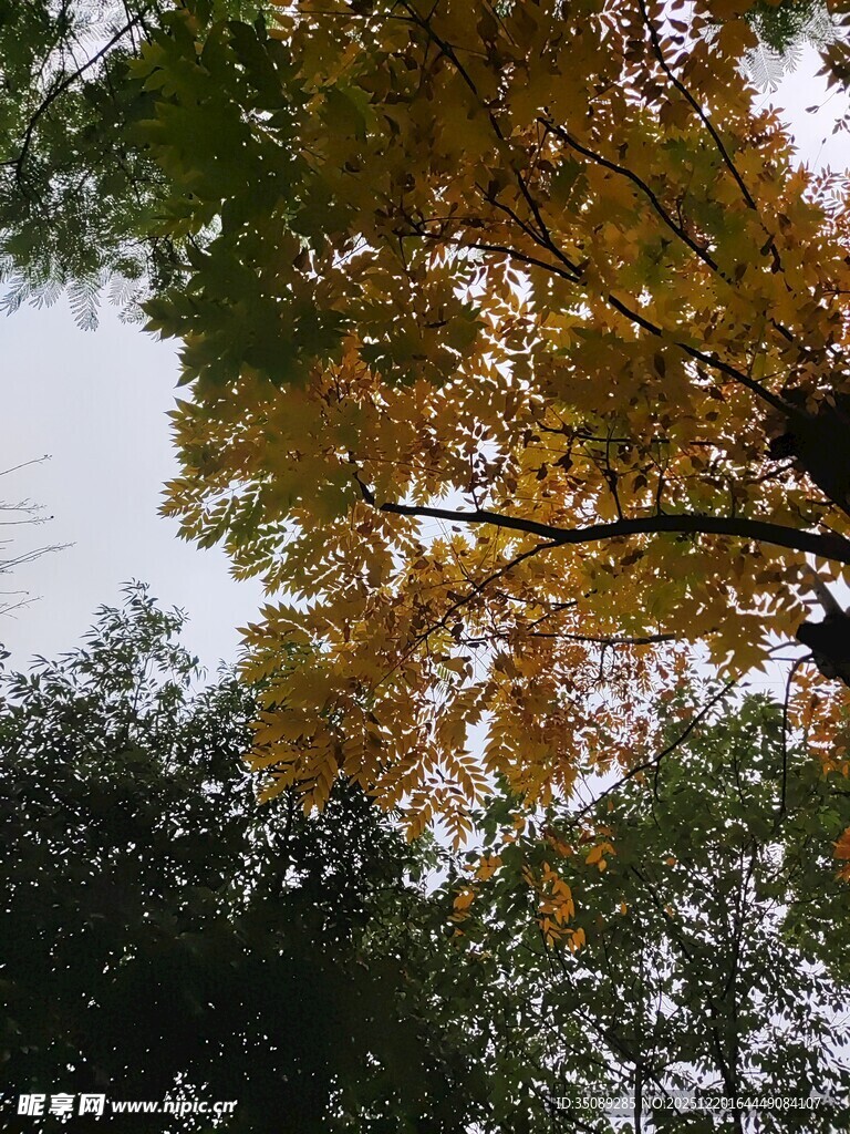 秋日金黄树叶的树冠美景