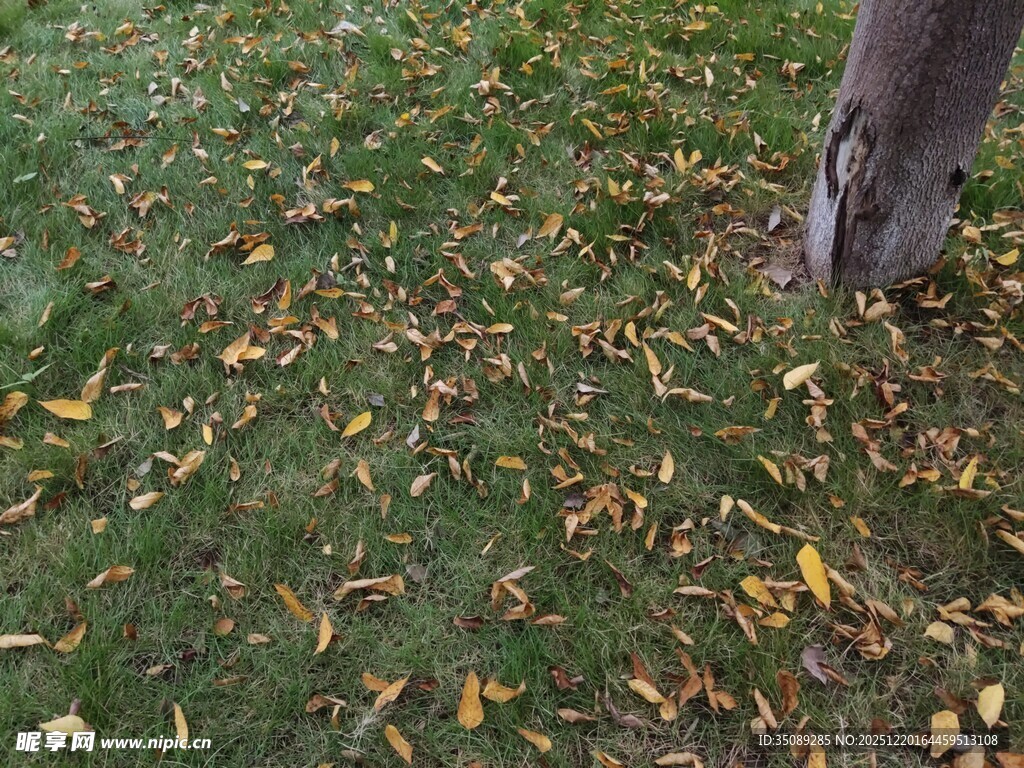 树下散落的秋日金黄落叶