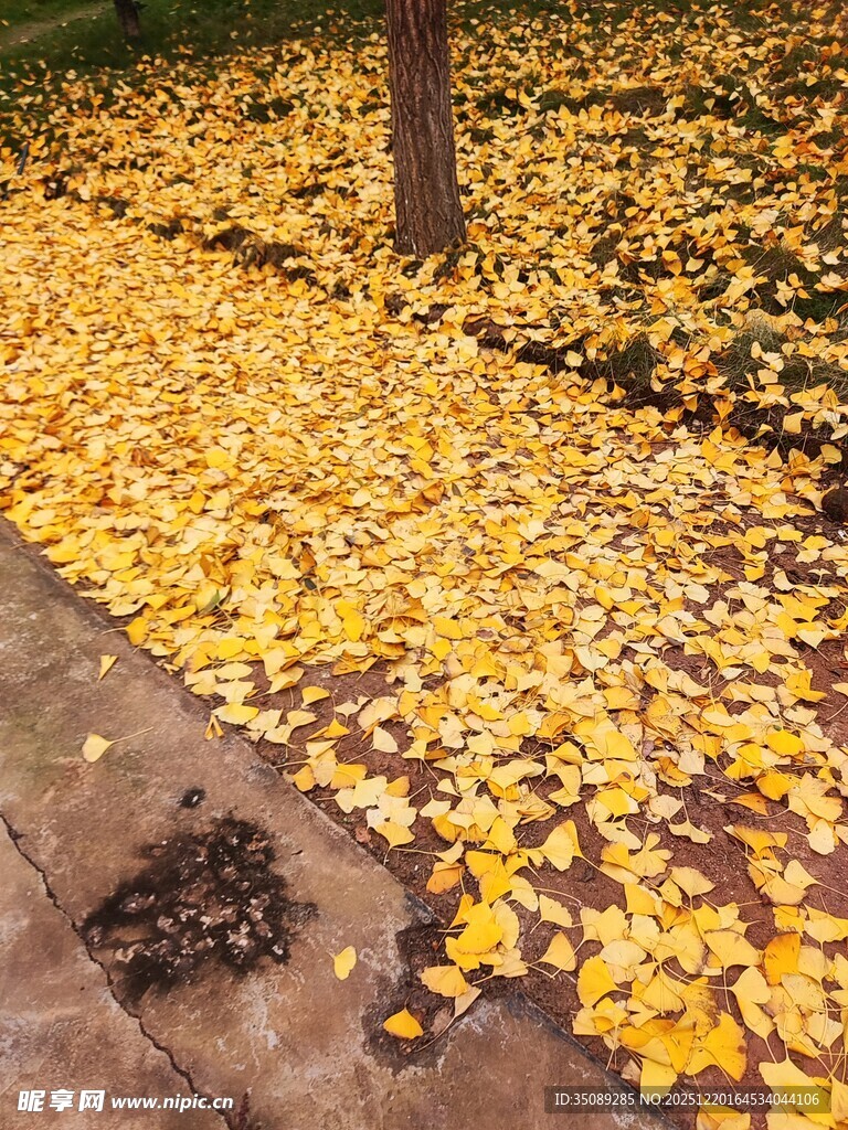 秋日银杏落叶铺满地面