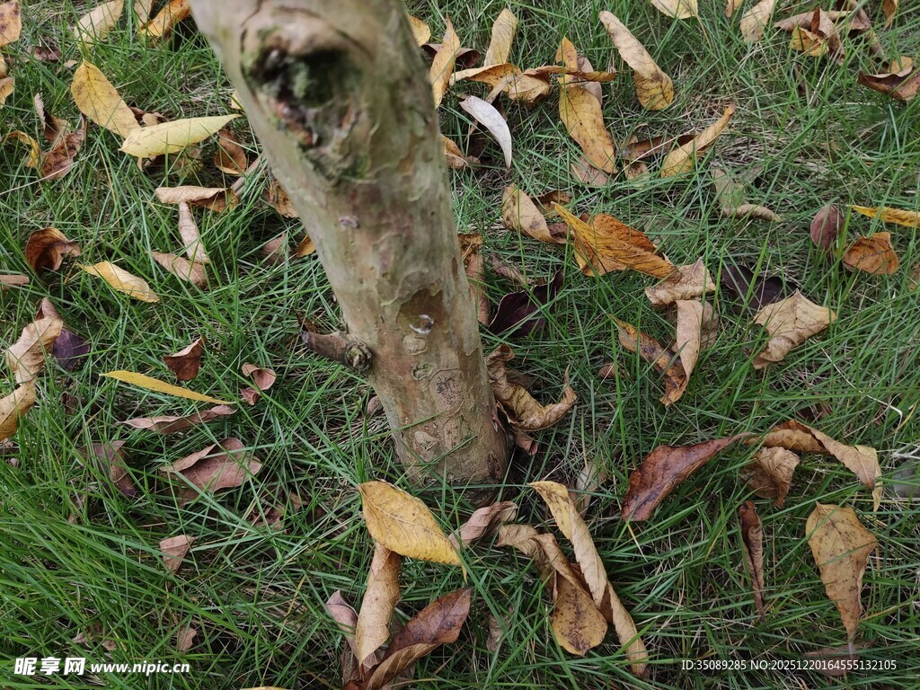 草丛中树干旁的落叶景象