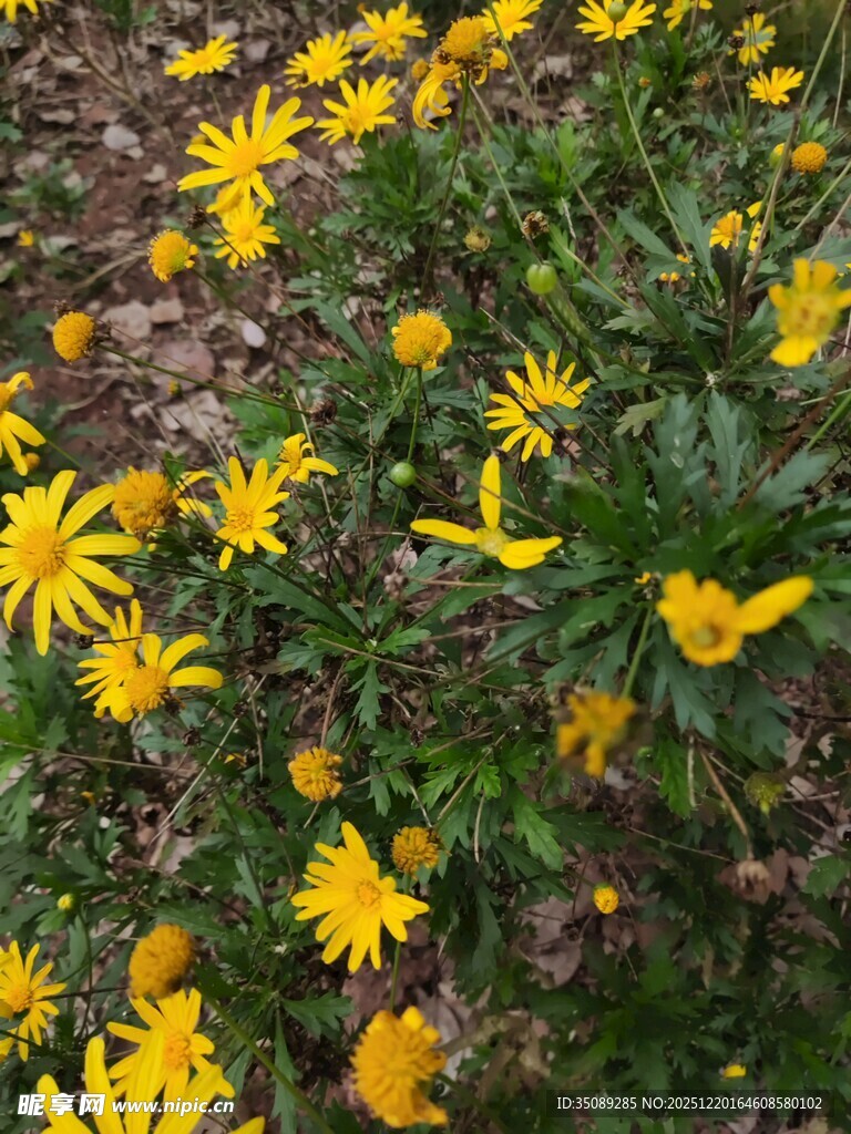 金黄灿烂的小菊花绽放
