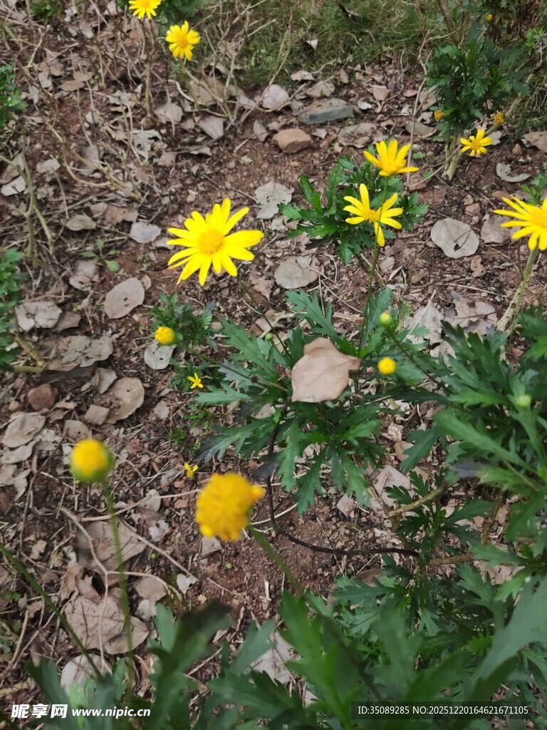草地中的黄色小花绽放