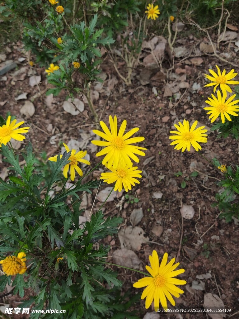 花丛中的黄色小花