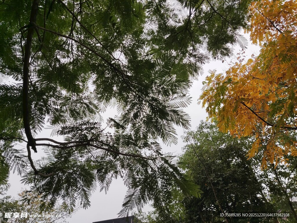 仰观多彩树木枝叶